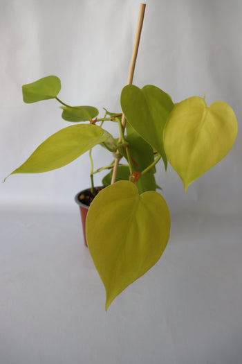 Vining Philodendron Hederaceum ‘Cordatum Gold’ trained on a coir totem, adding greenery to indoor space